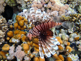 Zebra lionfish found in the expanses of the coral reef of the Red Sea