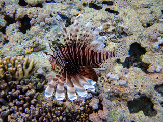 Zebra lionfish found in the expanses of the coral reef of the Red Sea