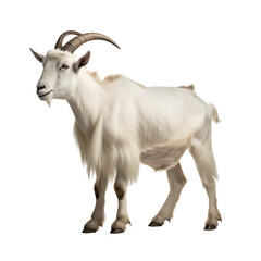 Naklejka na ściany i meble goat isolated on white