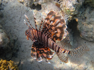 Zebra lionfish found in the expanses of the coral reef of the Red Sea