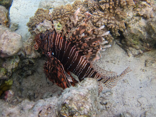Naklejka na ściany i meble Zebra lionfish found in the expanses of the coral reef of the Red Sea