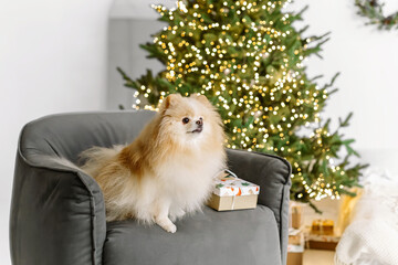 Cute Pomeranian dog on the background of a Christmas tree. Happy New Year, holidays and celebration. Dog pet near on the Christmas tree garland lights bokeh background. Soft selective focus.