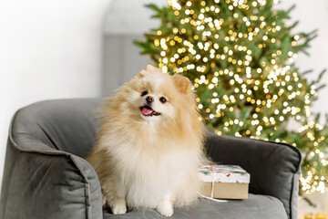 Cute Pomeranian dog on the background of a Christmas tree. Happy New Year, holidays and celebration. Dog pet near on the Christmas tree garland lights bokeh background. Soft selective focus.
