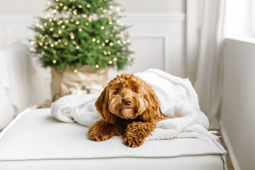 Close up portrait of a young brown labradoodle dog is proudly sitting in front a decorated christmas tree. Cute puppy play at home, new year decorated interior and christmas lights bokeh background.