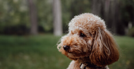 Fototapeta premium Side view portrait of cute toy poodle.