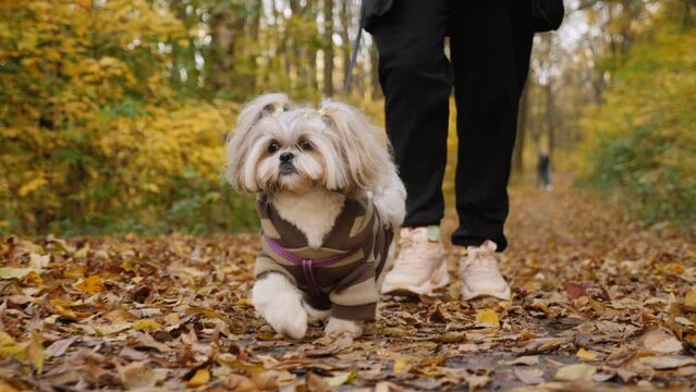 Autumn walk with a dog in the park. Close-up of an owner in a park walking a Shih Tzu dog on a leash walking through fallen autumn leaves