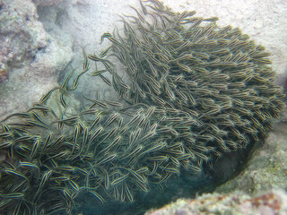 A school of Plotosus on the bottom of a coral reef in the Red Sea