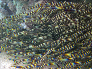 A school of Plotosus on the bottom of a coral reef in the Red Sea