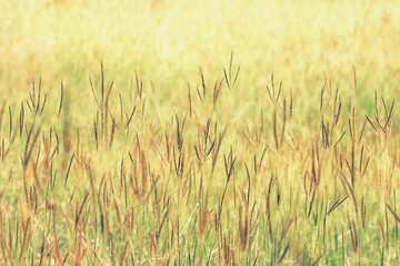 Natural grass flower field with soft blur background. Warm nature sunlight.