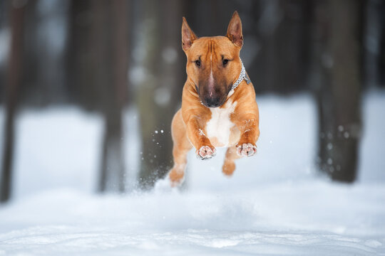 english bull terrier dog jumping in the snow, close up winter shot