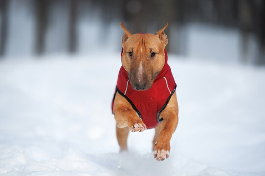 english bull terrier dog in a red jacket running outdoors in the snow