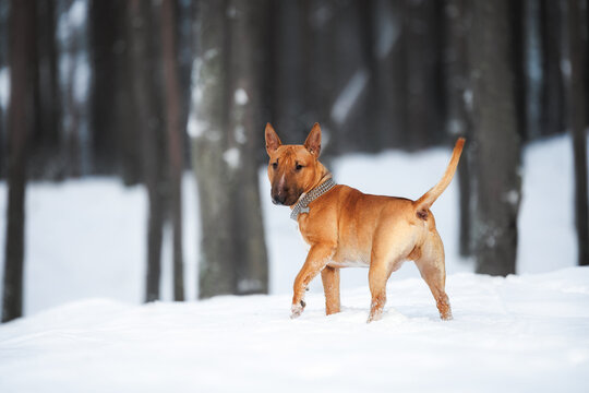red english bull terrier dog walking off leash in the snow outdoors in a collar and id tag
