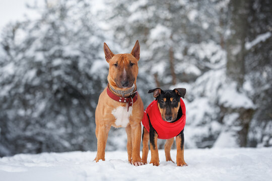 bull terrier dog and puppy standing outdoors together in winter