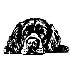 Friendly borador dog resting silhouette illustration, Borador dog resting Logo Monochrome Design, Generative AI.