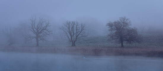 Three trees and a swan in the fog and mist