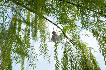 Japanese rain repellent doll or Teru Teru Bozu hanging on a branch in the garden.