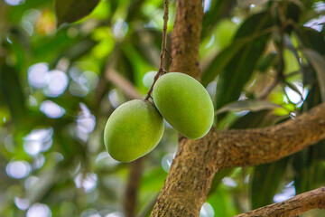 Two green mango hanging on it's tree (Selective focus)