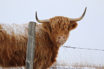 Red colored Highland cow with horns standing by a wooden fence post and barbed wire fence staring...