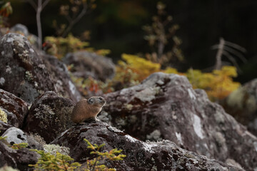 紅葉を見ながら日向ぼっこするエゾナキウサギ