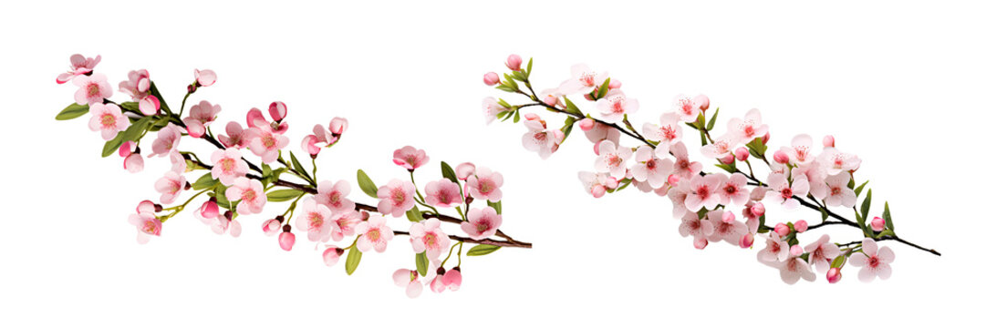 Pink wax flower branch isolated on white background