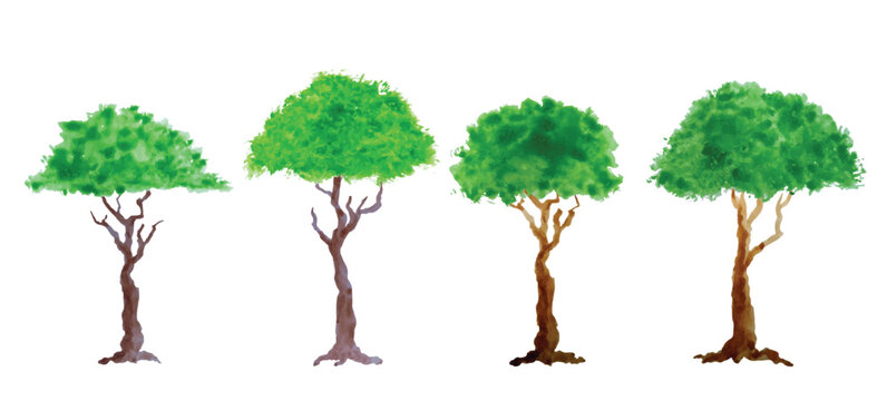 Hand drawn tree watercolor vector illustration on white background.