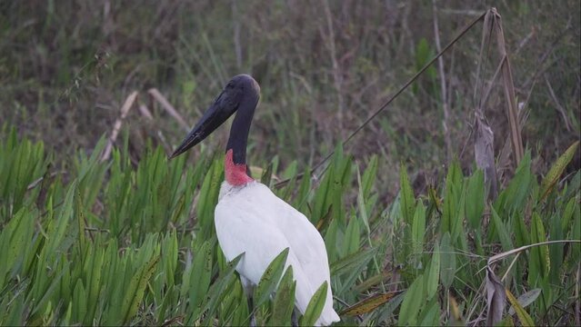 Jabiru, Jabiru mycteria, is the largest stork species and native to south and central america, foraging in the swamp region of the Pantanal in Brazil.