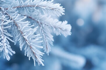 pine branches with freezing and frosty leaves