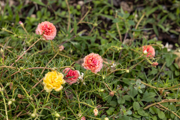 Close-up view of Portulaca, Moss flowers. Pink, red, and other roses that are blooming.