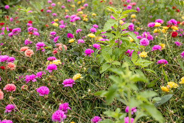 Close-up view of Portulaca, Moss flowers. Pink, red, and other roses that are blooming.