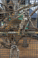 raccoons behind bars in the zoo