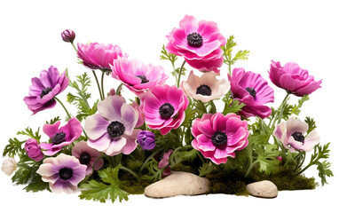 Anemones Flourishing in a Serene Garden Bed Isolated on Transparent Background PNG.