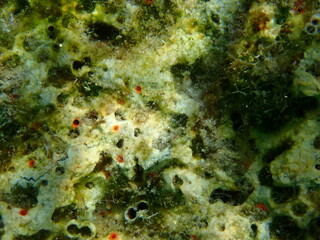 Orange-red boring sponge (Cliona carteri) close-up undersea, Aegean Sea, Greece, Halkidiki
