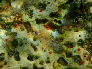 Orange-red boring sponge (Cliona carteri) close-up undersea, Aegean Sea, Greece, Halkidiki