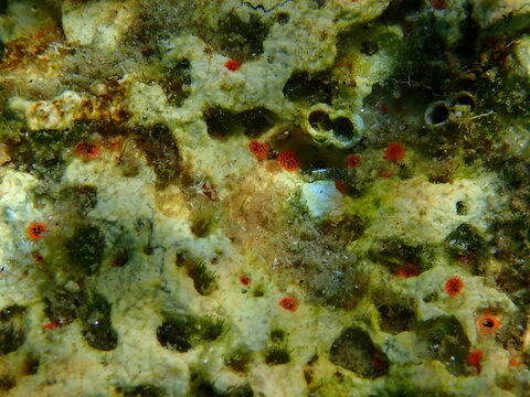 Orange-red boring sponge (Cliona carteri) close-up undersea, Aegean Sea, Greece, Halkidiki