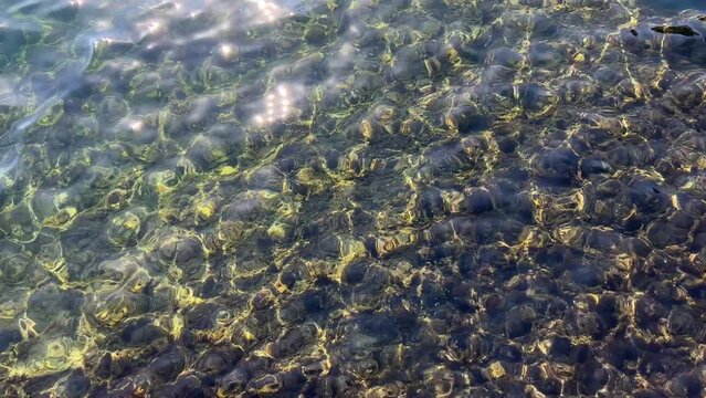 seaweed in the sea clear water