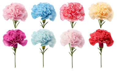 Fototapeta na wymiar Vibrant Carnival of Carnations in a Kaleidoscope of Colors Isolated on Transparent Background PNG.