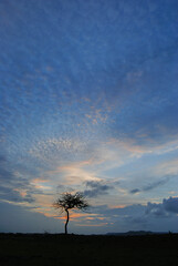 Silhouette tree in India. Tree silhouetted against colorful heavy clouds. Dramatic sky. Dark tree on open field.
