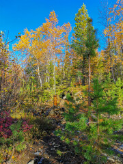Autumn Arctic landscape in the Khibiny mountains. Kirovsk, Kola Peninsula, Polar Russia. Autumn colorful forest in the Arctic, Mountain hikes and adventures.