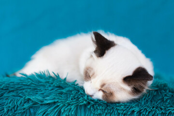 ragdoll kitten blue sea background