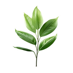 A plant with a leaf isolated on transparent background