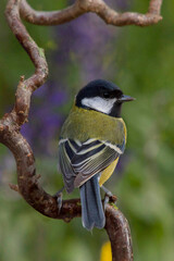 Fototapeta premium Kohlmeise (Parus major) sitzt auf Ast 