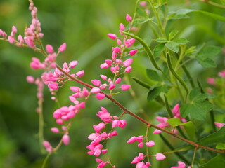 Pink flower small ivy Scientific name Antigonon leptopus Hook, arranged into beautiful bouquets on...