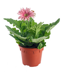 Pink gerbera plant in pot