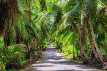 Scenic road surrounded by palm trees in a rainforest in a jungle on a tropical island.