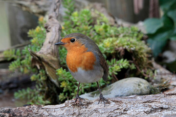 Fototapeta premium Rotkehlchen (Erithacus rubecula) sitzt im Garten vor grünen Pflanzen 