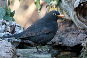 Amsel (Turdus merula) männchen sitzt auf Baumstamm