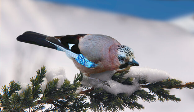 Eichelh&auml;her (Garrulus glandarius) sitzt auf Tannenzweig im Winter, Panorama