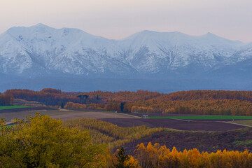 紅葉のカラマツと十勝連邦　美瑛晩秋の絶景