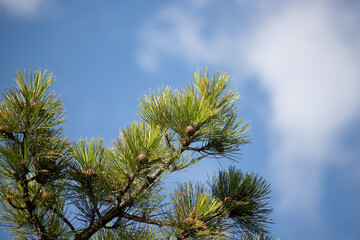 coniferous green trees against the sky