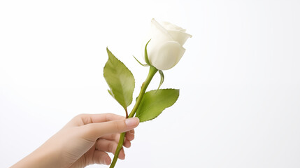 16:9 A white rose on hand symbolizes giving love on Valentine's Day or any other special day.